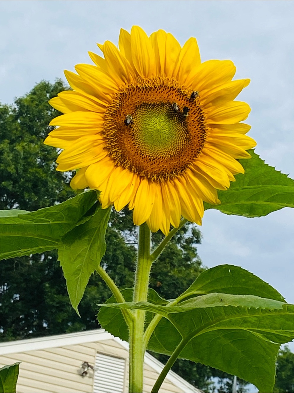 100 Seeds Bright Yellow Sunflower